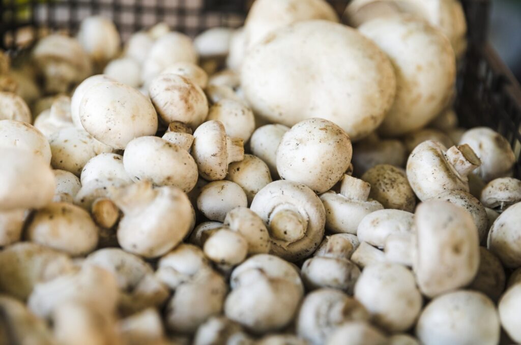 Mushroom farm employee – Breda